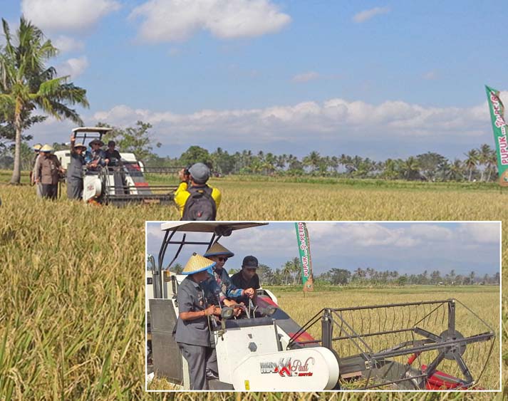 Wamentan Panen Padi di Soppeng, Sulsel